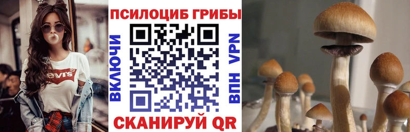 что такое   мега tor  Галлюциногенные грибы Cubensis  Кудымкар 